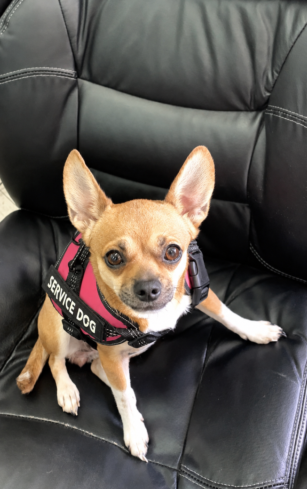 Princess Rosebud, EUP Education's mascot — a chihuahua wearing a pink Service Dog harness